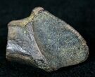Partially Worn Triceratops Tooth #12374-3